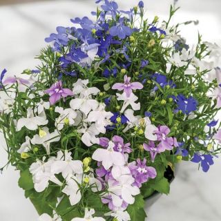 Royal Palace Mix Lobelia Thumbnail